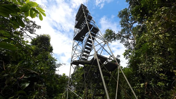 SouthWild observation tower built beside an active Harpy Eagle nest