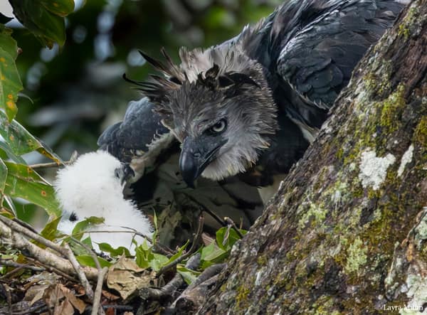 Adult Harpy Eagle and its white downy chick at the nest