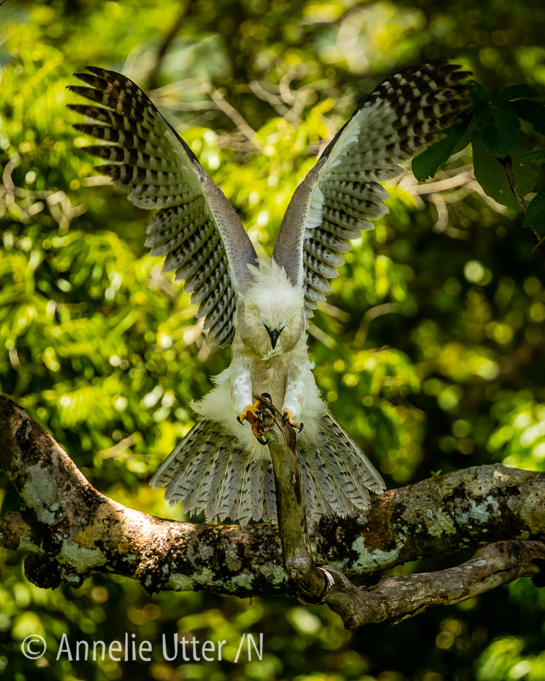 Harpyland: South Amazon, South Amazon, Brazil