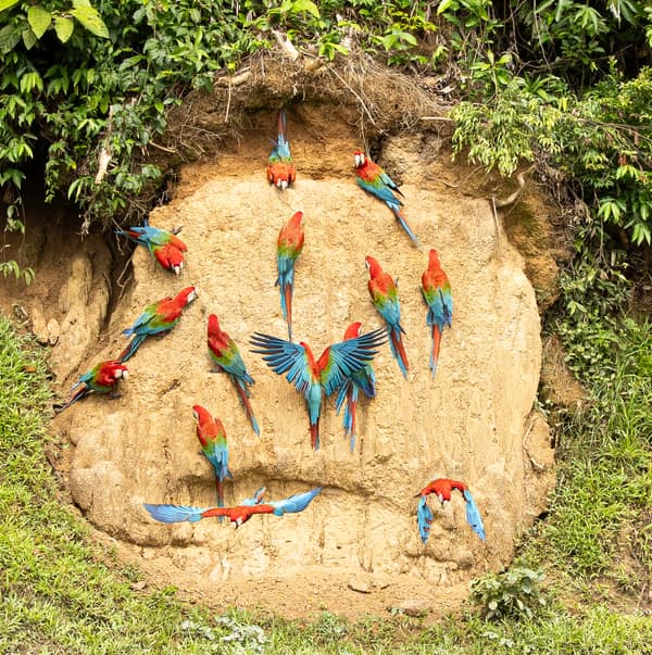 Red-and-Green Macaws gathered on the clay lick