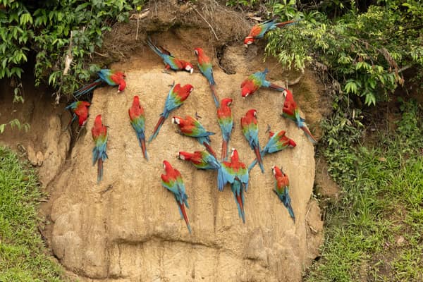 A cluster of Red-and-Green Macaws eating clay