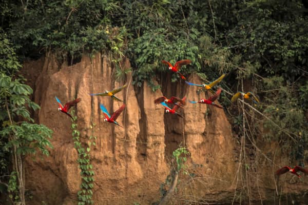 A mixed flock of macaws in flight along the clay lick