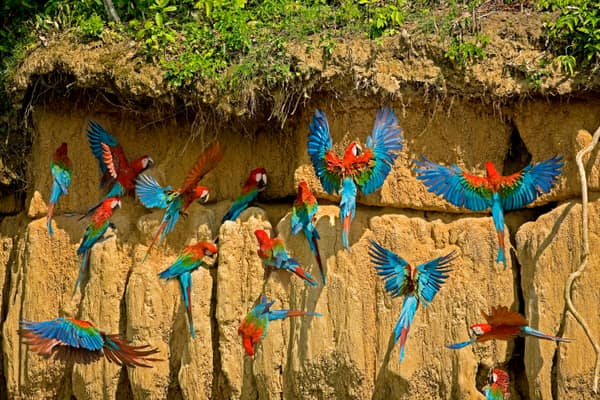Macaws with wings spread across the clay lick