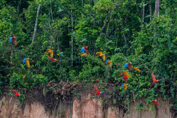 Scarlet and Blue-and-Yellow Macaws in the trees above the lick