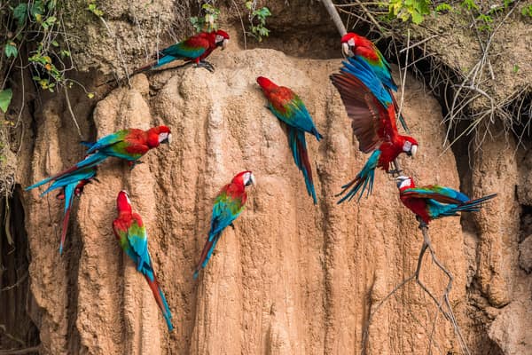 Red-and-Green Macaws feeding on mineral clay