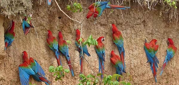 Red-and-Green Macaws lining the clay lick
