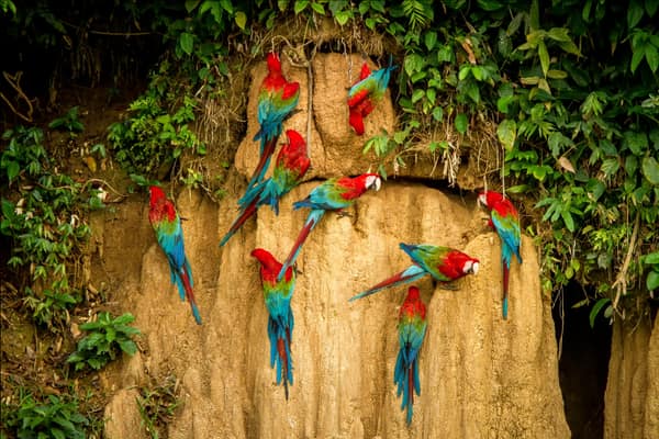Macaws clustered on a clay lick mound