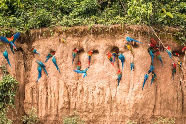 A gathering of macaws at the clay lick