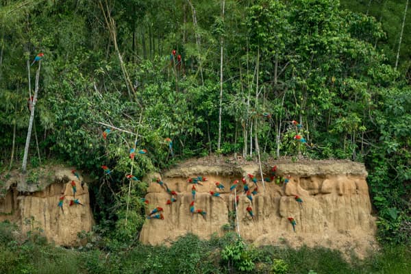Macaws on a forest clay bank