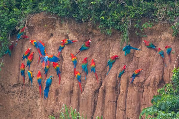 Scarlet and Red-and-Green Macaws on the clay lick