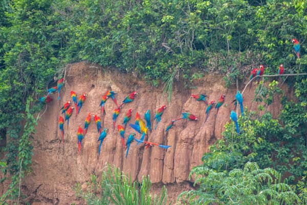 A flock of Scarlet Macaws at the clay lick