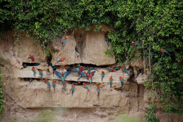 Macaws spread across the clay lick wall