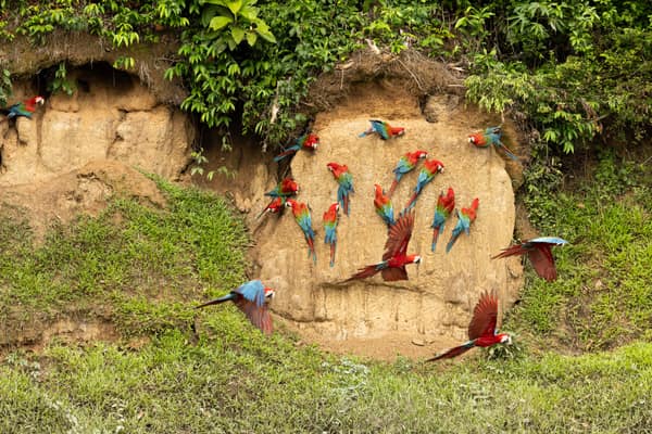 Red-and-Green Macaws at the clay lick, one in flight