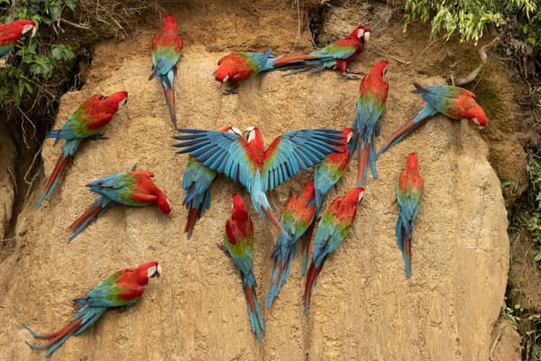 A Red-and-Green Macaw spreading its wings at the clay lick