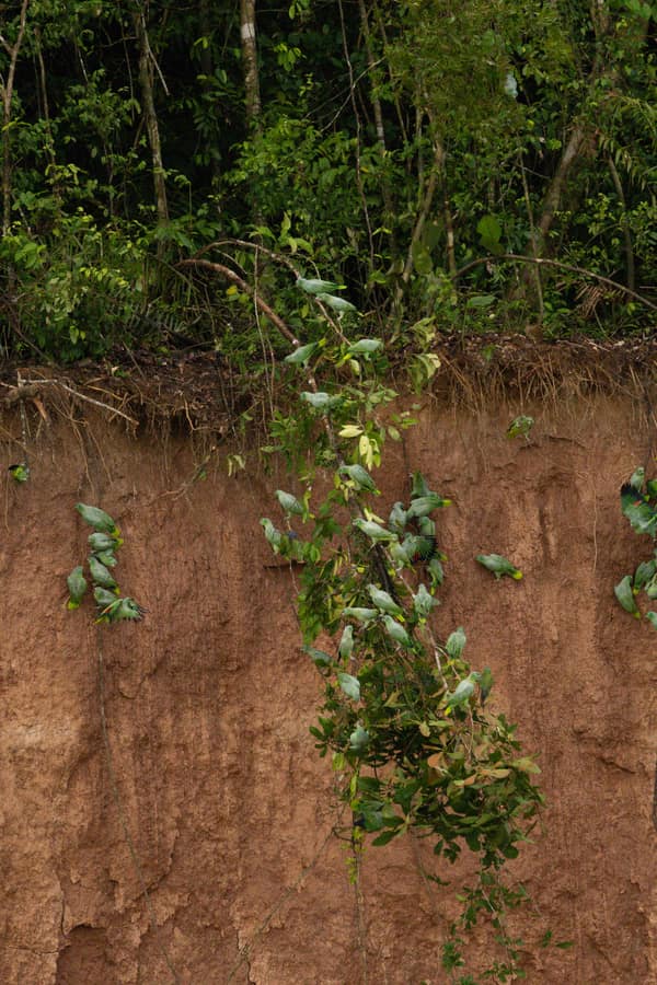 Mealy Parrots gathered on the clay lick