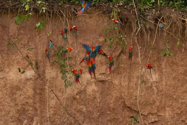 Scarlet Macaws feeding at the clay lick
