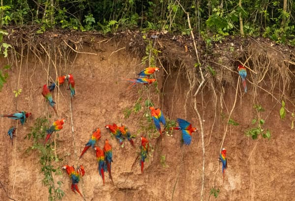 Scarlet Macaws on the clay lick wall