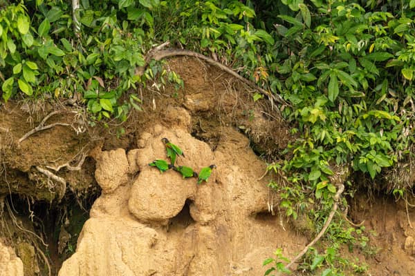 Parakeets feeding on mineral clay