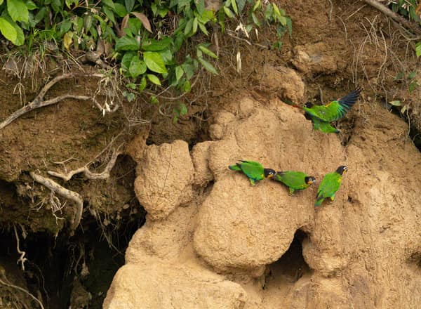 Parrots at the edge of the clay lick