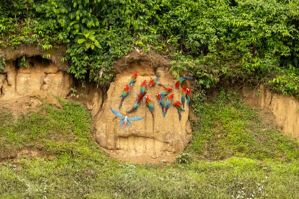 Red-and-Green Macaws clustered on the clay lick