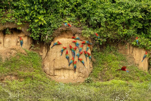 Macaws gathered on the riverside clay lick