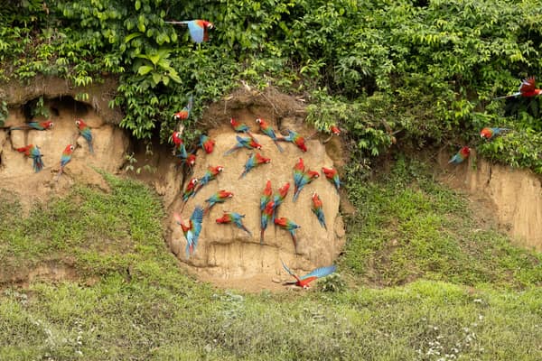 Red-and-Green Macaws on the clay lick above the grass