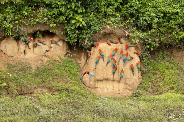 Macaws spread across the clay lick mounds