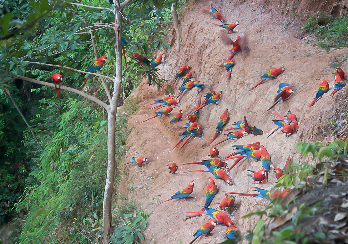 Macaw Clay Licks, Bahuaja-Sonene National Park, Madre de Dios, Peru