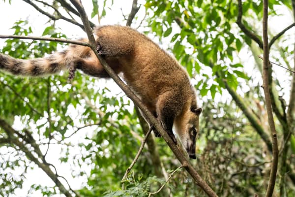 A wild Coati climbing down a tree branch
