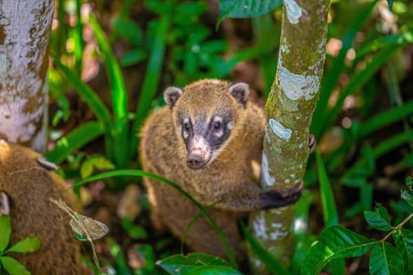 A wild Coati foraging in the forest understory