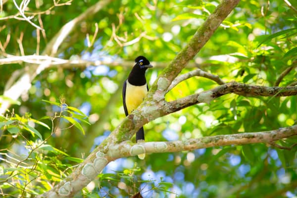 Plush-crested Jay perched in the Atlantic Forest