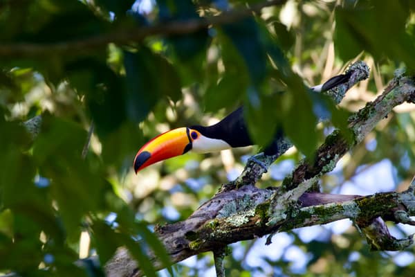 Toco Toucan with its enormous orange bill in the canopy