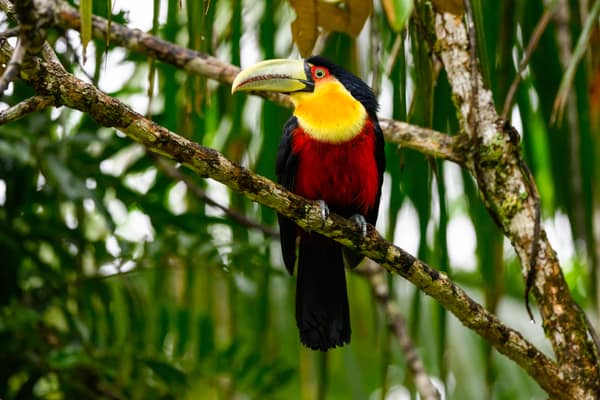 Red-breasted Toucan perched among palm fronds