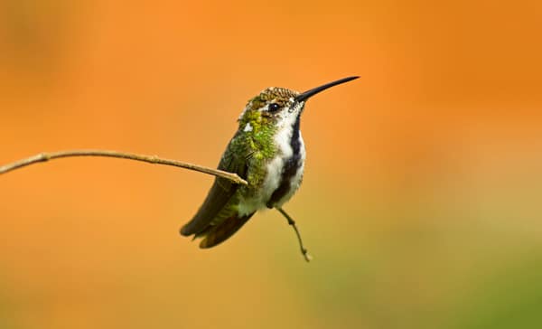 A hummingbird perched on a twig, one of nine species seen at Iguassu