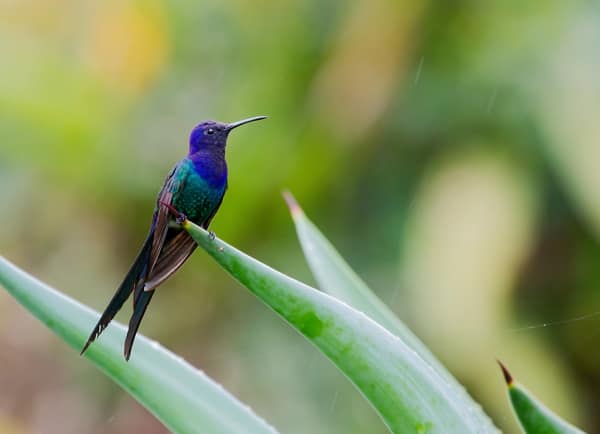 Swallow-tailed Hummingbird resting on a leaf