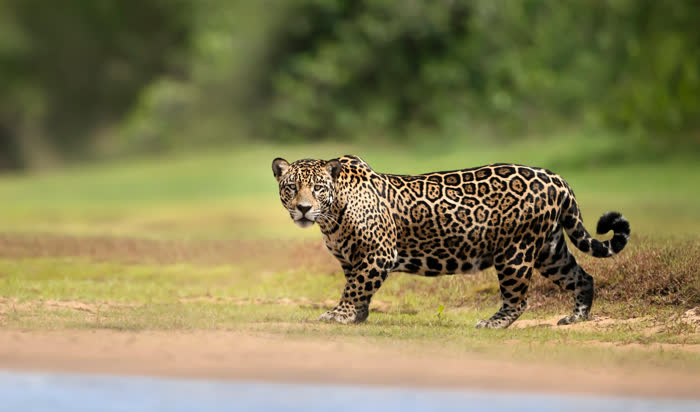 Jaguar Tour, Pantanal