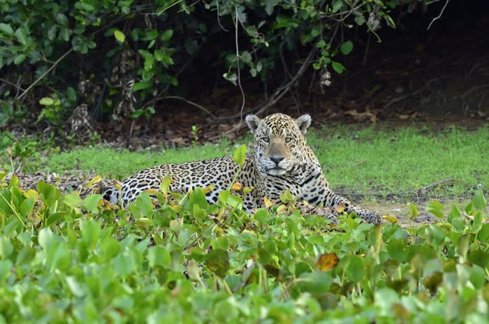 Jaguar Tour, Pantanal