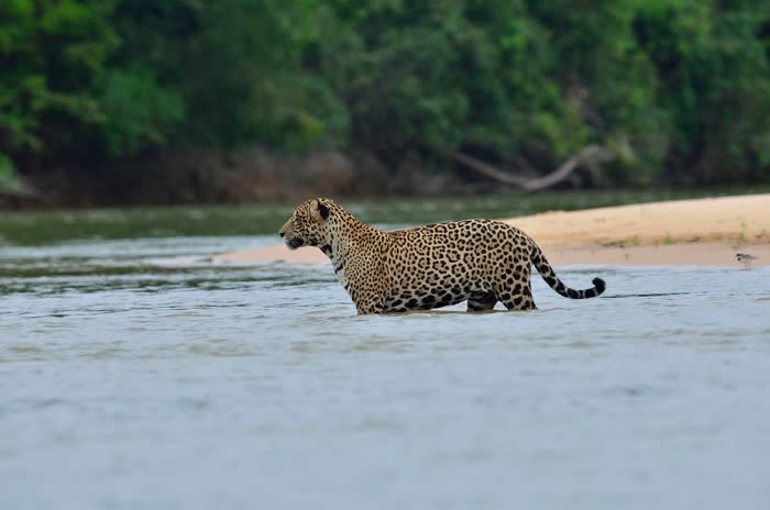 Jaguar Tour, Pantanal