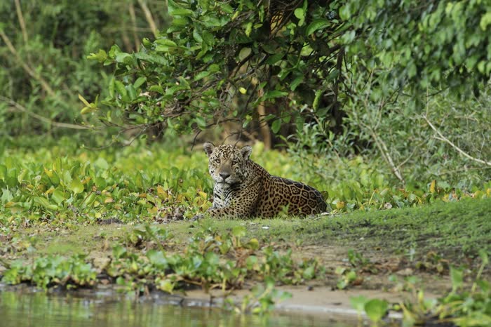 Jaguar Tour, Pantanal