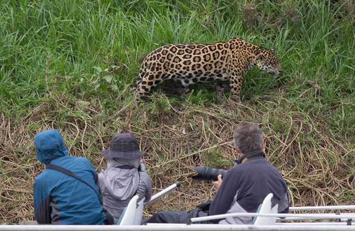 Jaguar Tour, Pantanal