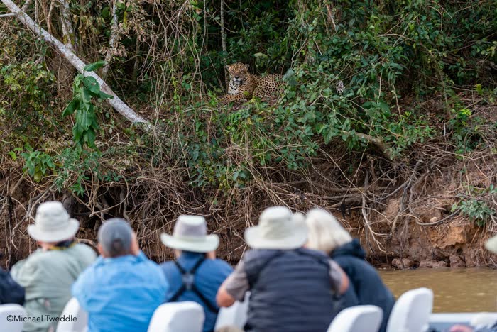 Jaguar Tour, Pantanal