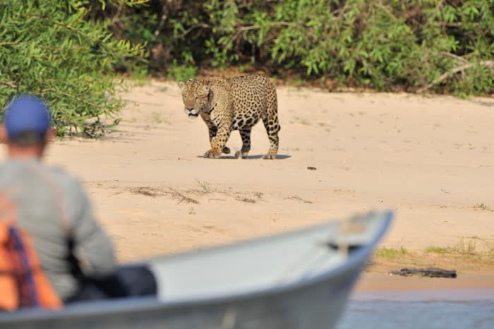Jaguar Tour, Pantanal