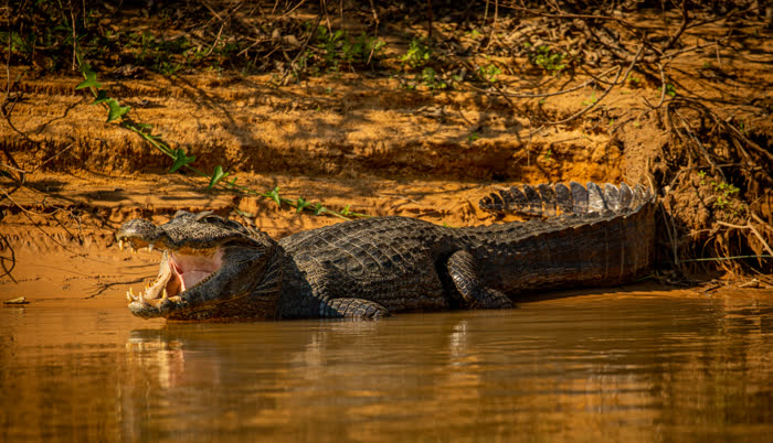 Jaguar Tour, Pantanal