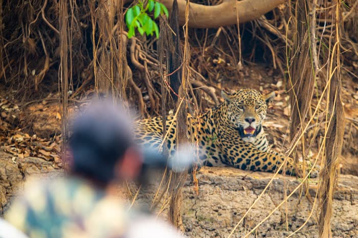 Jaguar Tour, Pantanal
