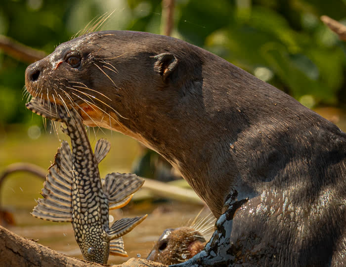 Jaguar Tour, Pantanal