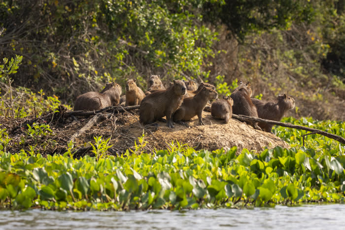 Jaguar Tour, Pantanal