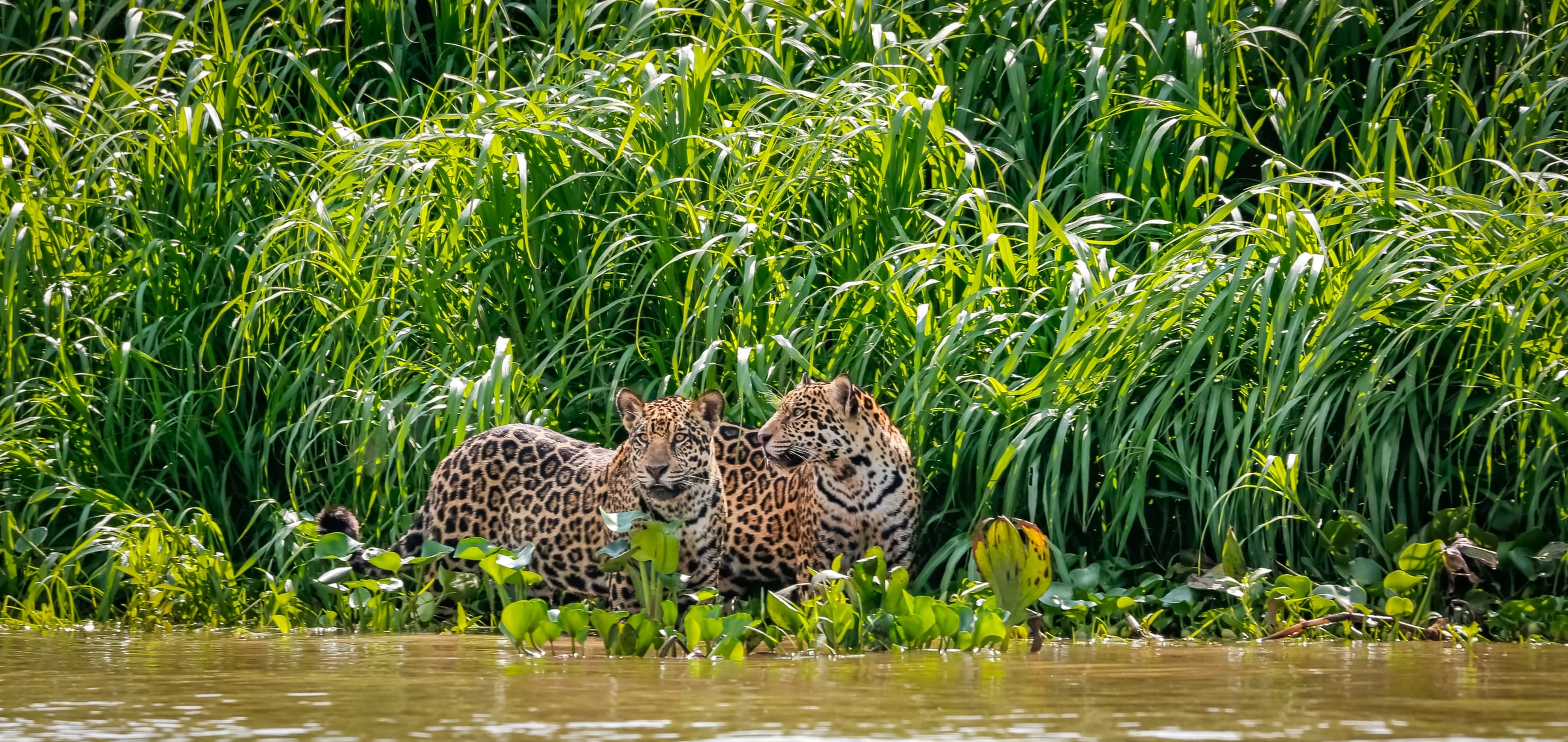 Jaguar Safari · North Pantanal, Pantanal, Mato Grosso, Brazil