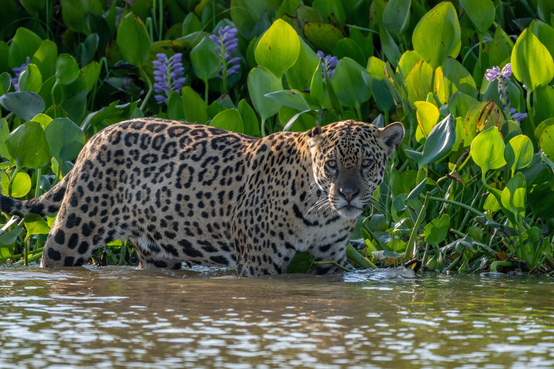 Jaguars of the Pantanal