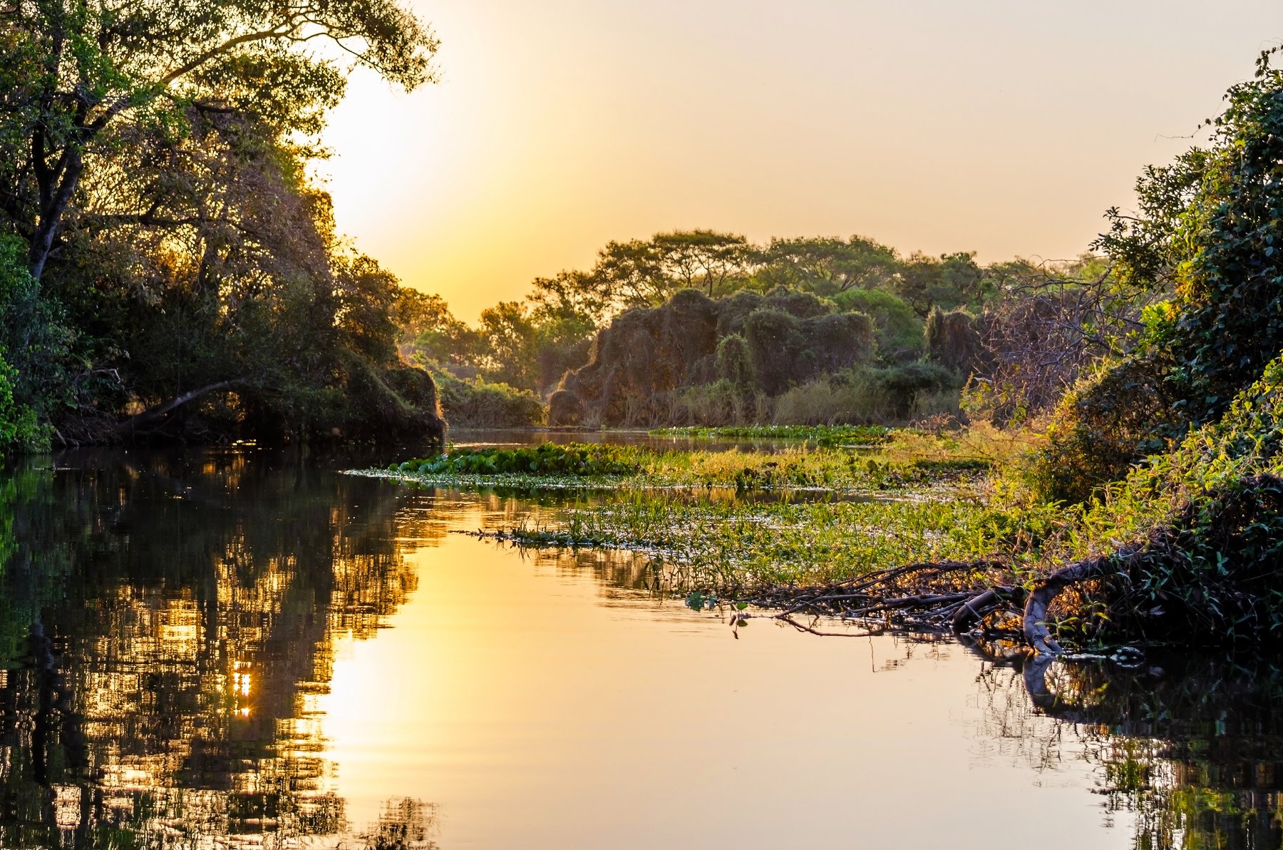 A Pantanal river at sunset with hyacinth-bloom waterways and silhouetted trees