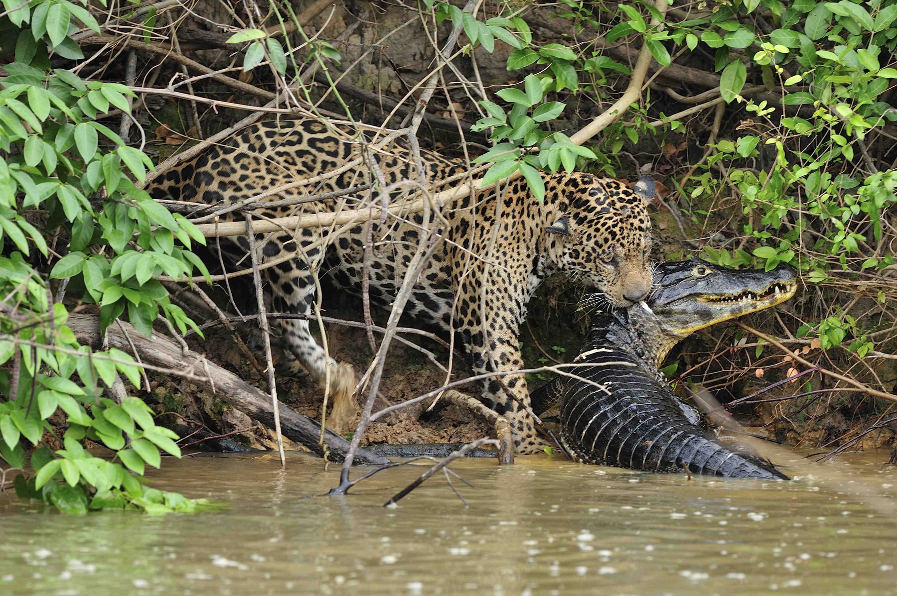 A jaguar pulling a Spectacled Caiman onto the riverbank in the Pantanal